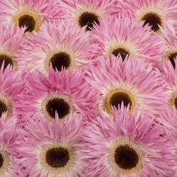 Gerbera rosa/weiss Spin Stitch
