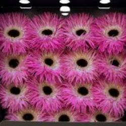 Gerbera rosa Spin Stitch