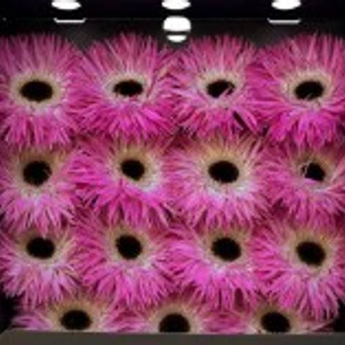 Gerbera rosa Spin Stitch