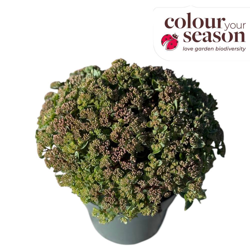 Sedum lila Seduction Charm T19 H045