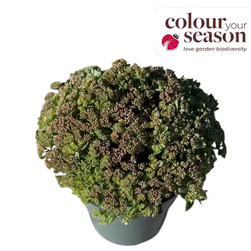 Sedum lila Seduction Charm T19 H045