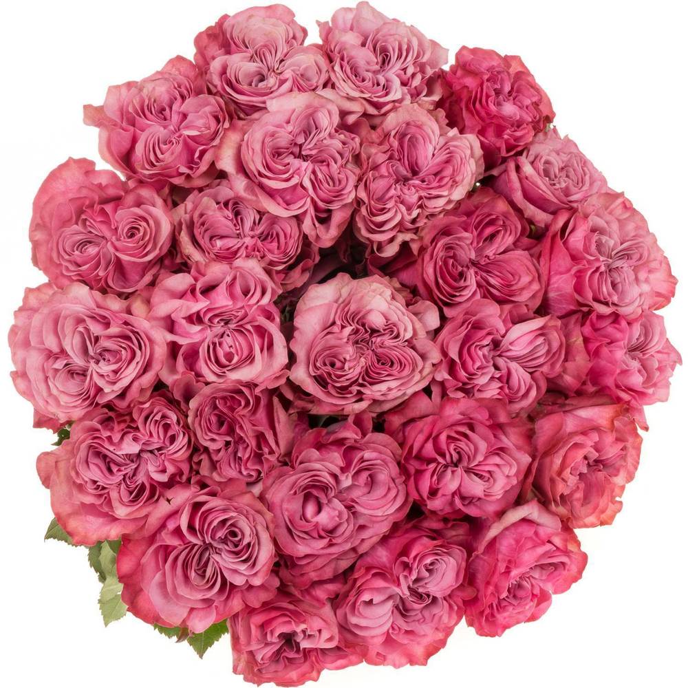 Rose lila Country Blues (Ec) 70cm