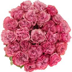 Rose lila Country Blues (Ec) 70cm