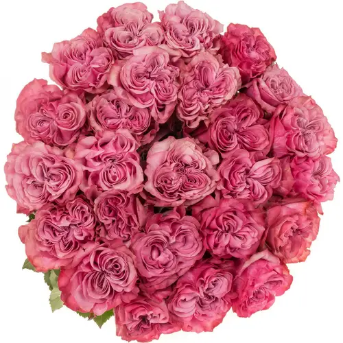 Rose lila Country Blues (Ec) 70cm
