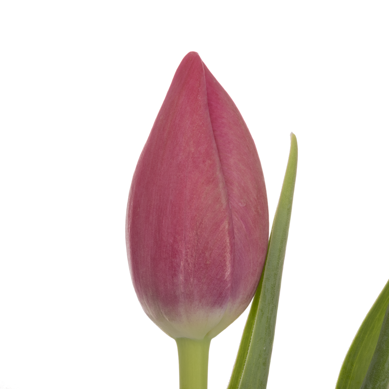 Tulpe rosa Lady Bell 40 Gramm