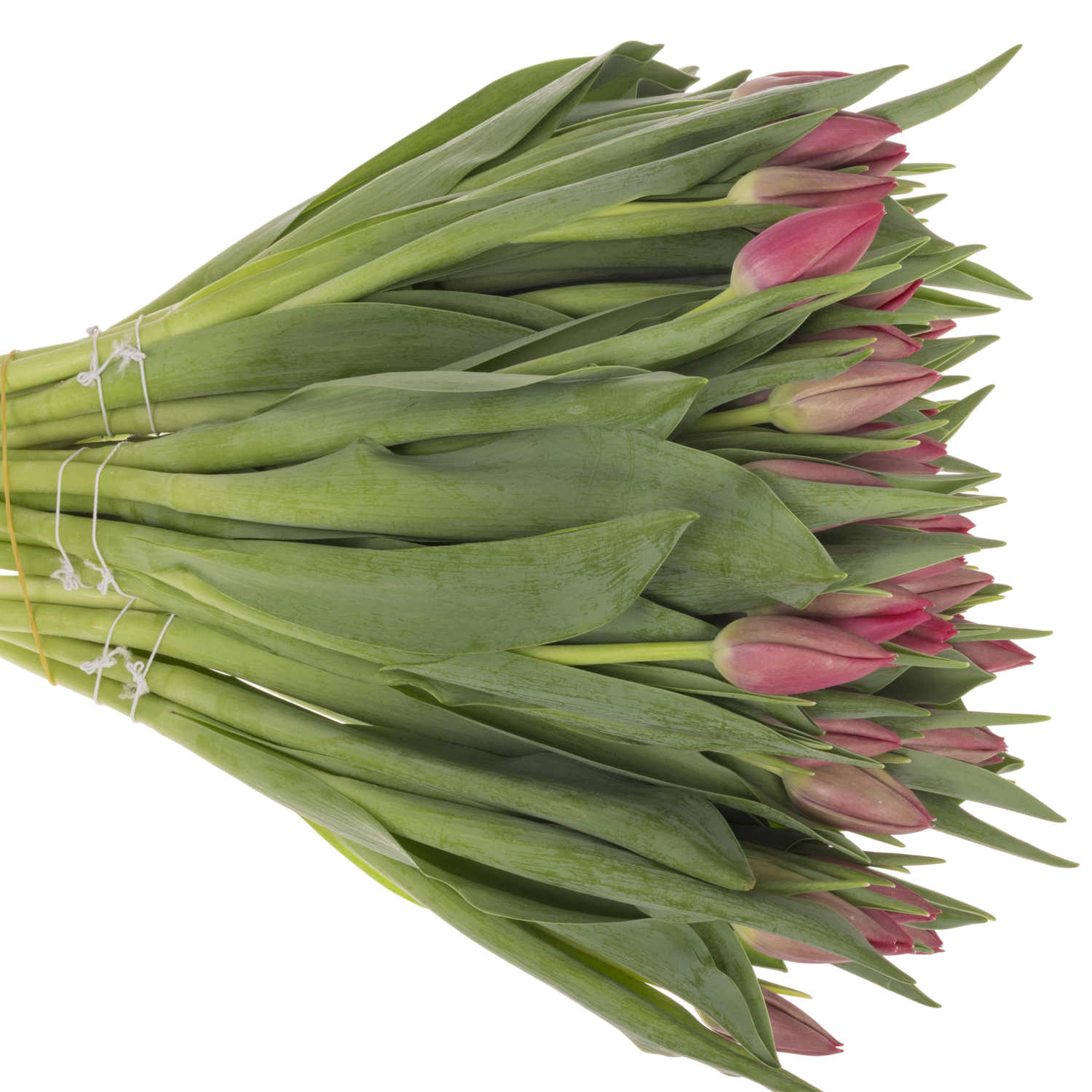 Tulpe rosa Lady Bell 40 Gramm