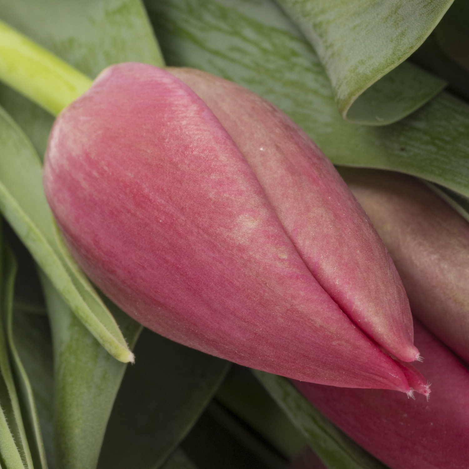 Tulpe rosa Lady Bell 40 Gramm