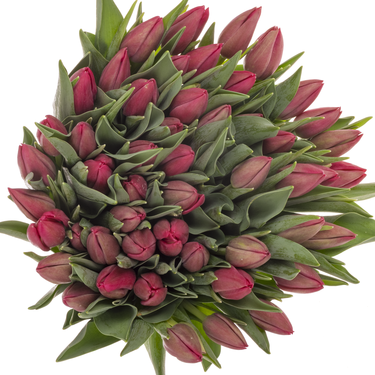 Tulpe rosa Lady Bell 40 Gramm