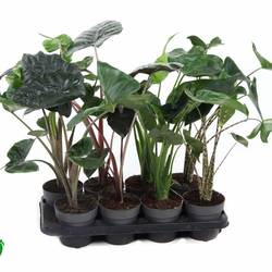 Alocasia mix T14 H050