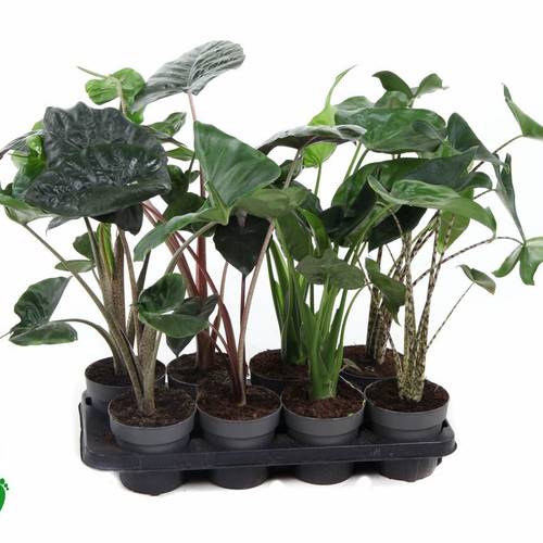 Alocasia mix T14 H050