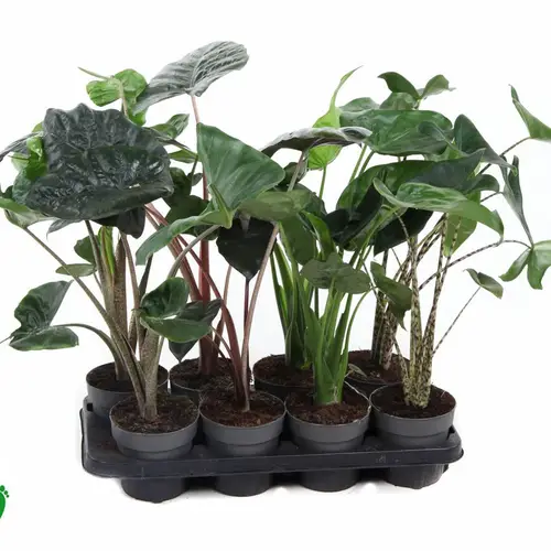 Alocasia mix T14 H050