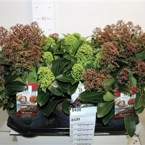 Skimmia Jap mix Schnapchen Von Uhr