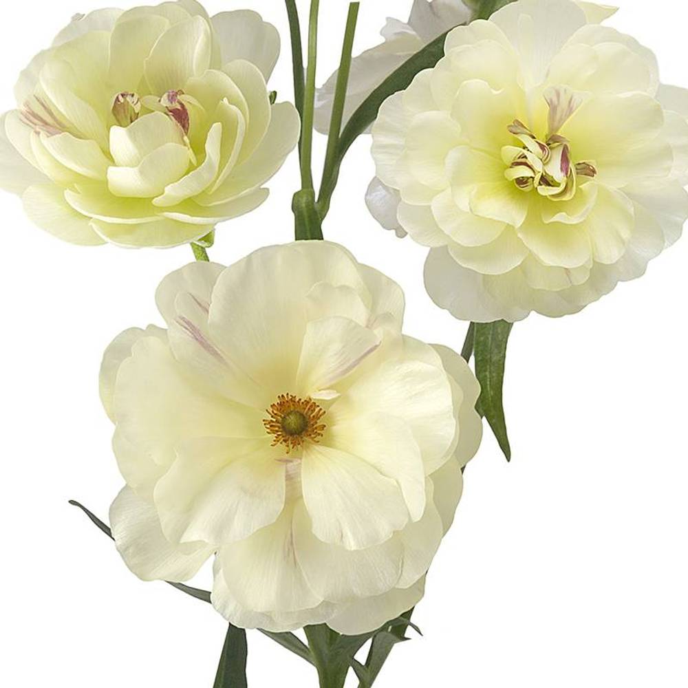 Ranunkel creme Butterfly Ninos 45 Gramm 60 cm