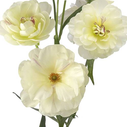 Ranunkel creme Butterfly Ninos 45 Gramm 60 cm