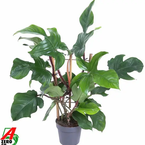 Philodendron am Reck T19 H060
