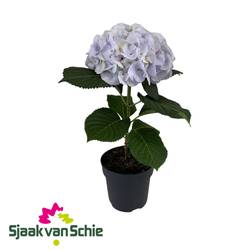Hortensie blau Fusion T17 H050