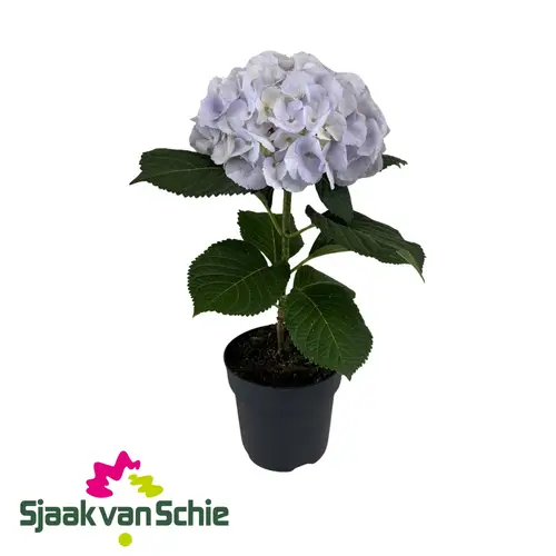 Hortensie blau Fusion T17 H050