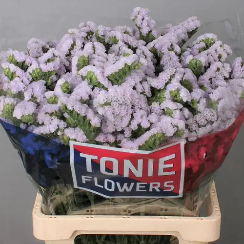 Statice milka Tonie Lavender 65 Gramm 60cm