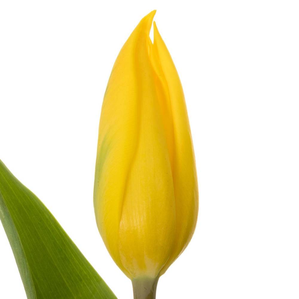 Tulpe gelb Strong Gold 50 Gramm