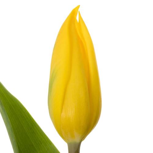 Tulpe gelb Strong Gold 50 Gramm