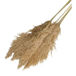 Trocken Pampas natur L100cm x5