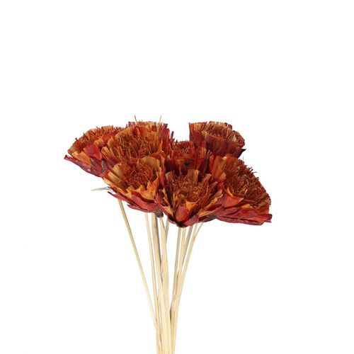 Trocken Protea Repens rot 50cm