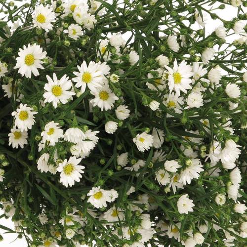 Aster Paquita weiss 30Gramm 80cm