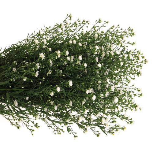 Aster Paquita weiss 30Gramm 80cm