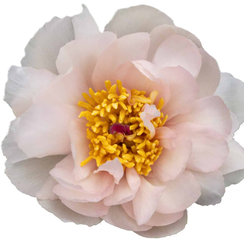 Pfingstrose rosa Pink vanguard 60cm