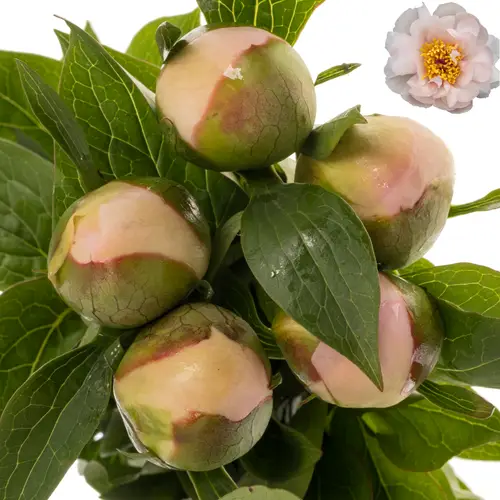 Pfingstrose rosa Pink vanguard 60cm