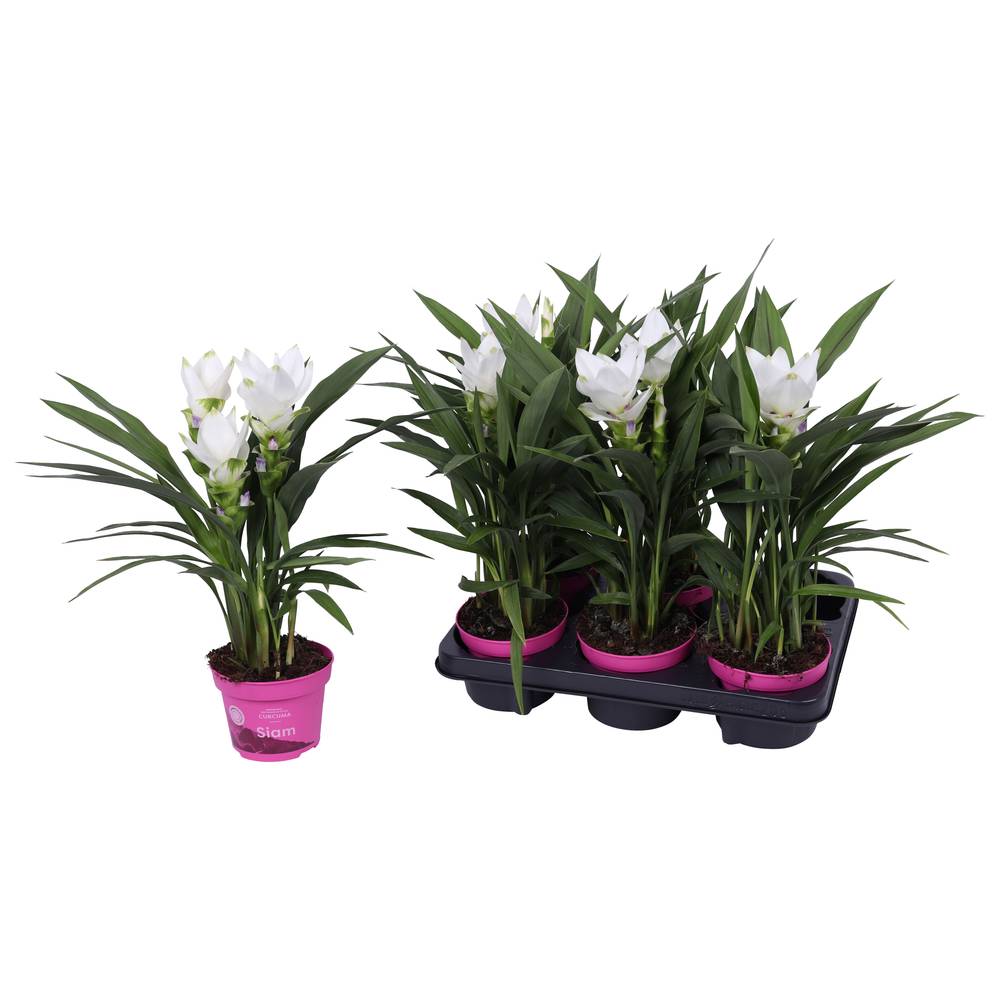 Curcuma weiss Sisto T12 H055