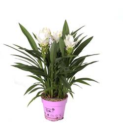 Curcuma weiss Sisto T12 H055