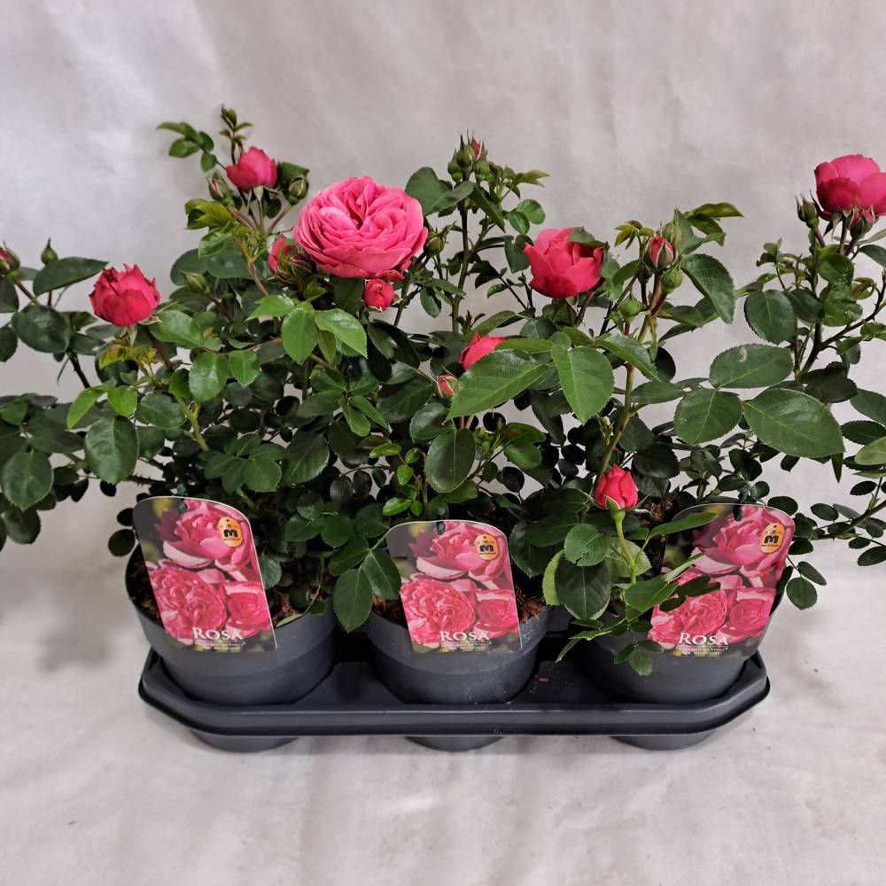 Rose rosa Grossbl. Strauch T19 H050