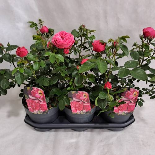 Rose rosa Grossbl. Strauch T19 H050