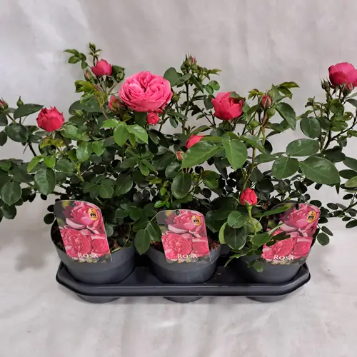 Rose rosa Grossbl. Strauch T19 H050