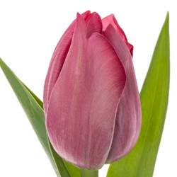 Tulpe pink doppel Action 35 Gramm