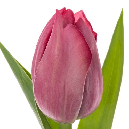 Tulpe pink doppel Action 35 Gramm
