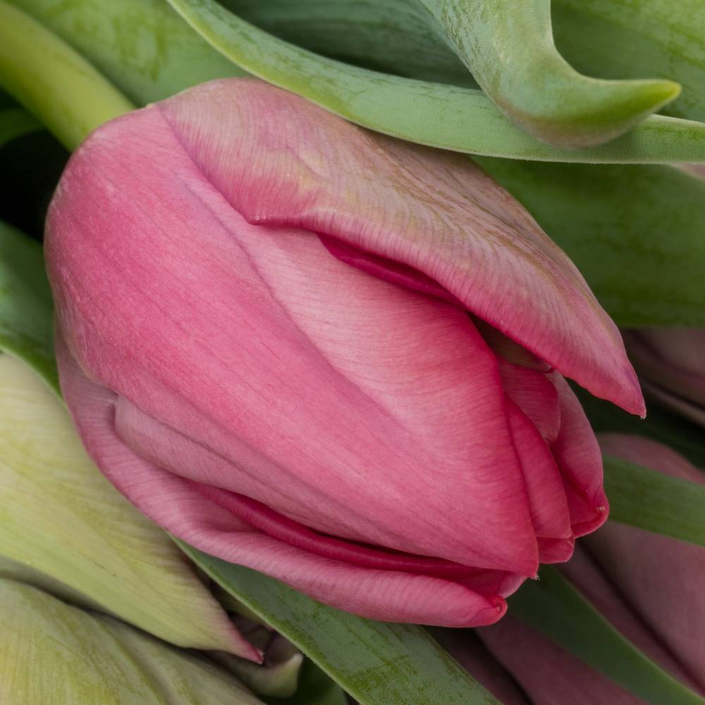Tulpe pink doppel Action 35 Gramm