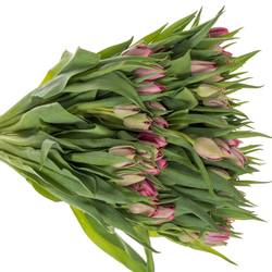Tulpe pink doppel Action 35 Gramm