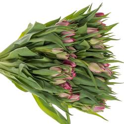 Tulpe pink doppel Action 35+Gramm