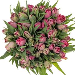 Tulpe pink doppel Action 35+Gramm