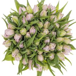 Tulpe milka/lila Soft Price 32 Gramm