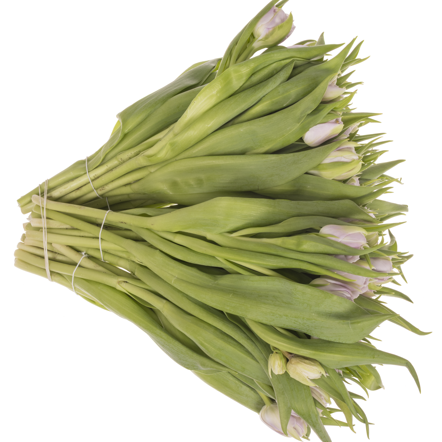 Tulpe milka/lila Soft Price 32 Gramm