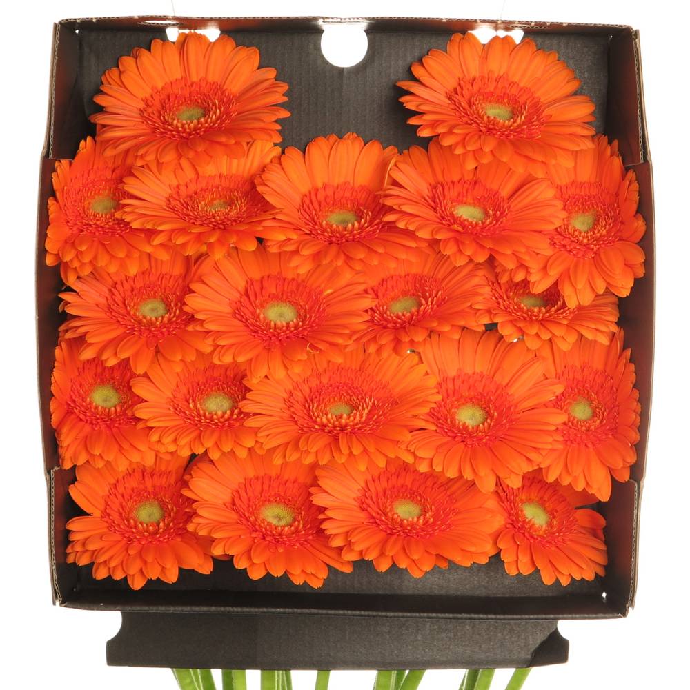 Germini dunkel orange Max