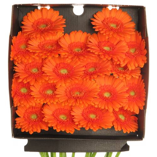 Germini dunkel orange Max