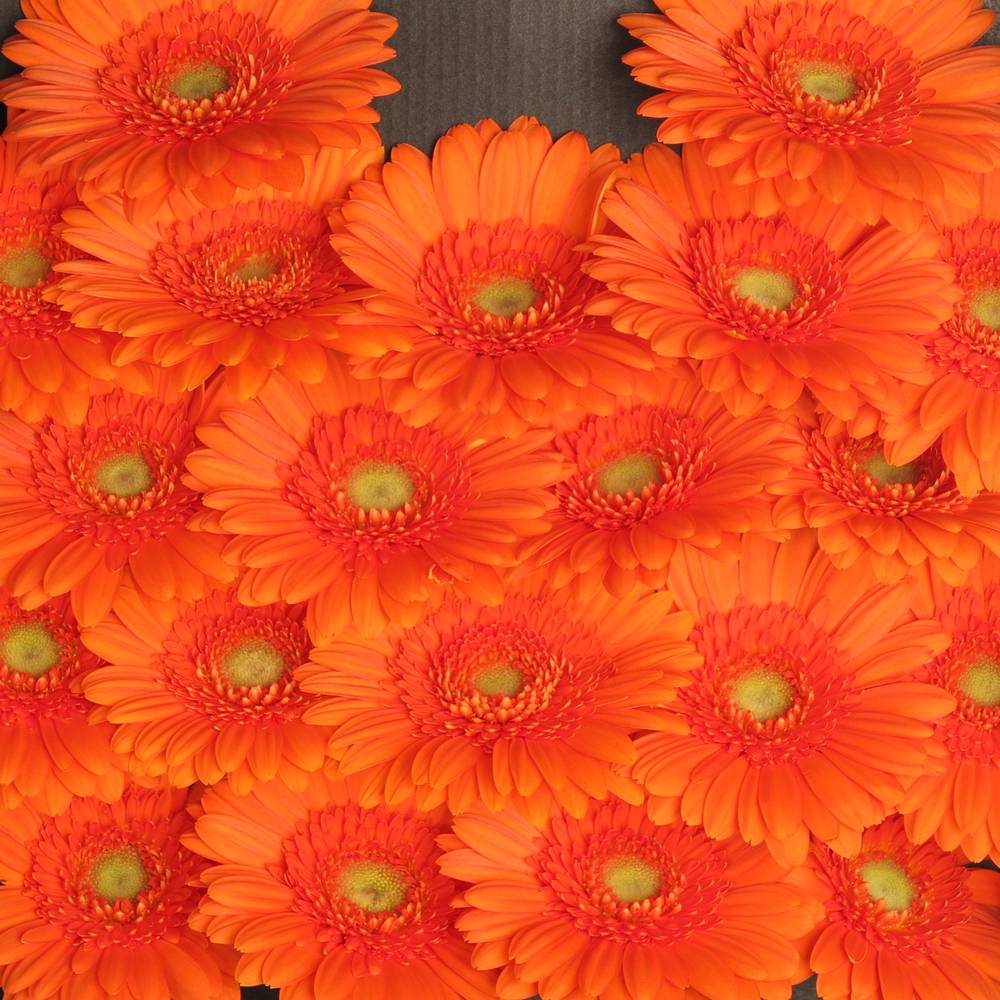 Germini dunkel orange Max