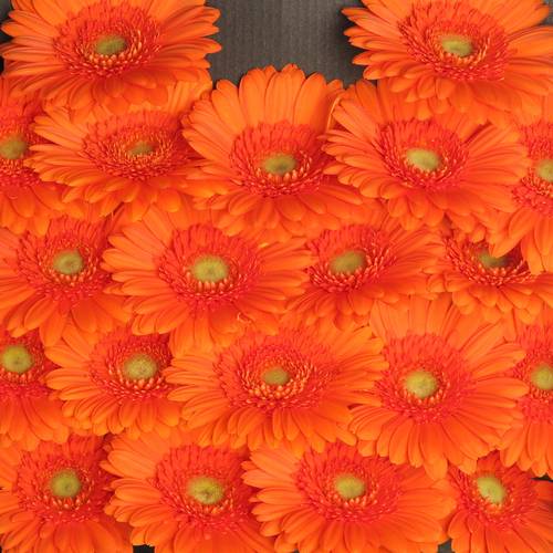 Germini dunkel orange Max