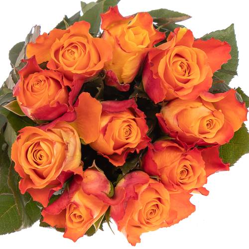 Rose orange Mariyo 70cm