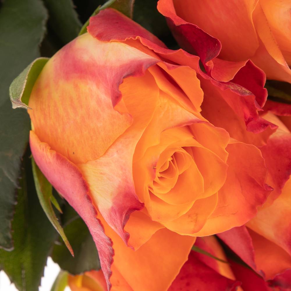 Rose orange Mariyo 70cm