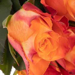 Rose orange Mariyo 70cm